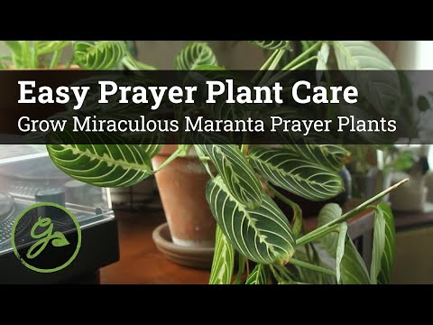 Prayer Plant Watering  Made Easy: Expert Tips