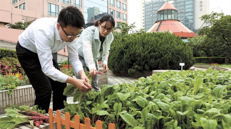 Vegetable Garden in Rooftop