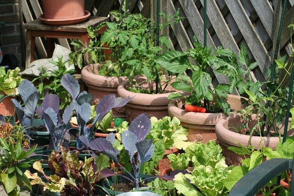 Advantages And Disadvantages of Kitchen Garden: Pros and Cons for Urban Gardeners