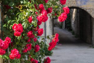 Climbing Roses, Rooftop Flower Garden Ideas for Small Spaces