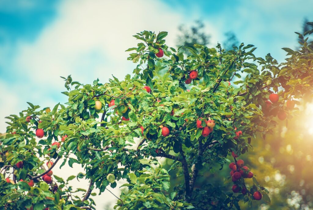 Fruit Trees for Rooftop Garden