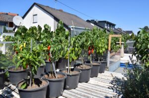 Fruit Trees for Rooftop Garden