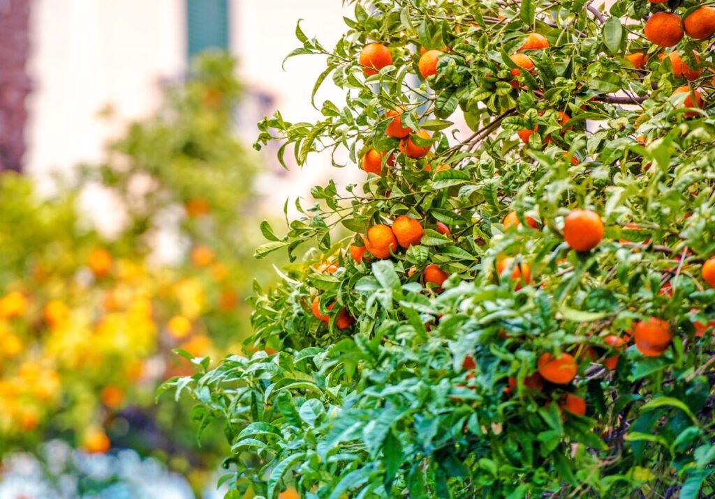 Fruit Trees for Rooftop Garden