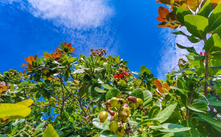 Fruit Trees for Rooftop Garden