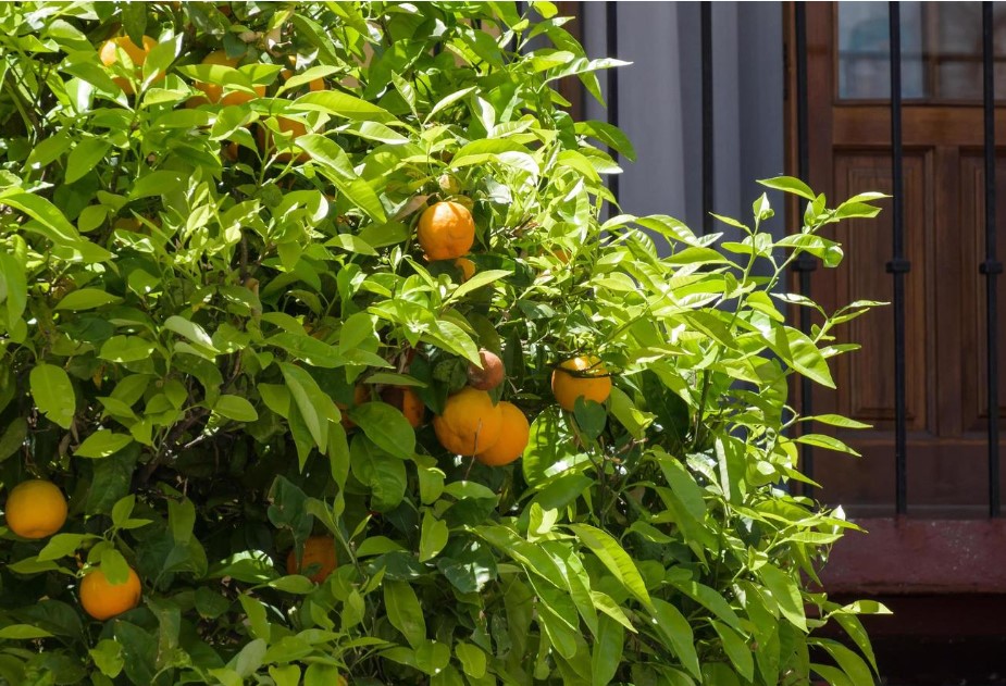 Fruit Trees for Rooftop Garden