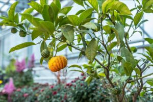 Fruits Rooftop Garden Ideas Transform Your Space