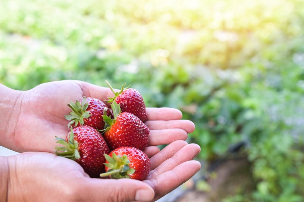 Fruits Rooftop Garden Ideas Transform Your SpaceFruits Rooftop Garden Ideas Transform Your Space