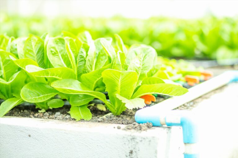 How to Grow Vegetables at Home Rooftop