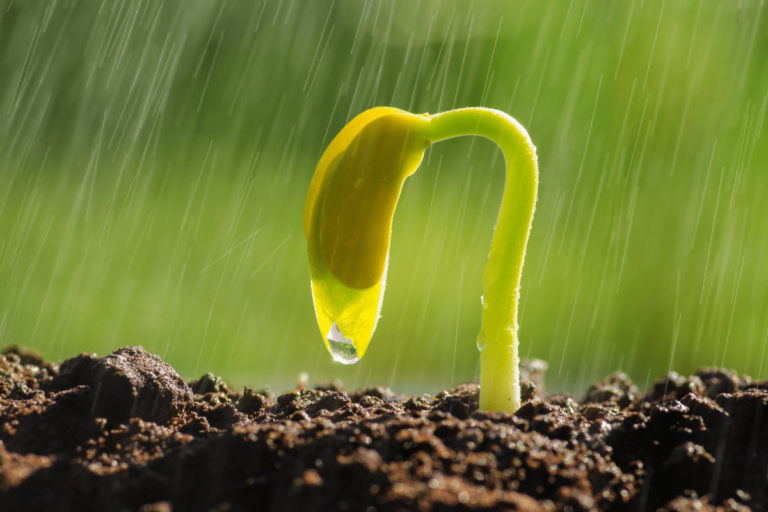 Why Kitchen Garden is Called Artificial Ecosystem: Understanding the Differences