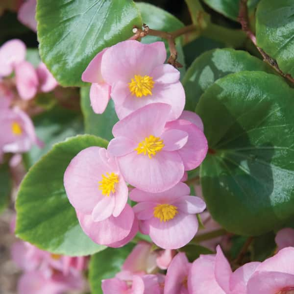 Annual Flowers for Rooftop Garden