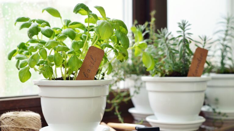 Do Indoor Herb Gardens Work