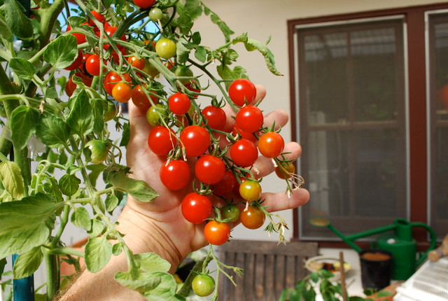 How to Prepare Kitchen Garden Plants  : Essential Tips for Success