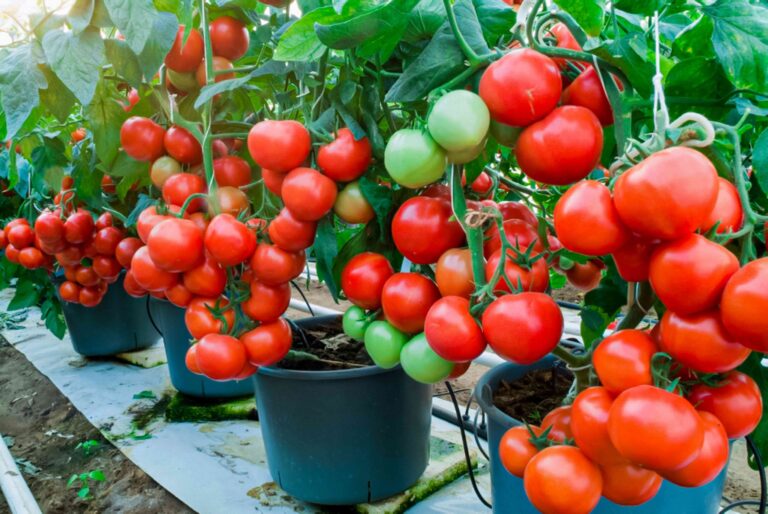 Best Kitchen Garden Containers: Grow Your Garden With These Top Picks