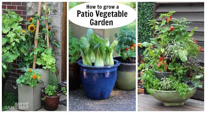 How to Make Kitchen Garden in Pots: Easy Tips for Organic Growth