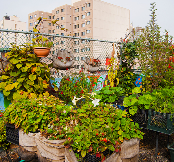 the Importance of Vegetable Gardens on the Rooftop