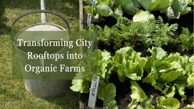 Rooftop Gardens in Cities