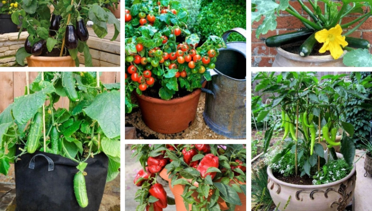 How to Grow Vegetables at Home Rooftop in Pots