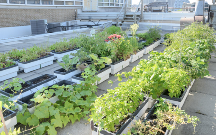 the Importance of Vegetable Gardens on the Rooftop