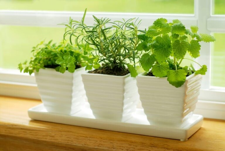 What is the Best Indoor Herb Garden