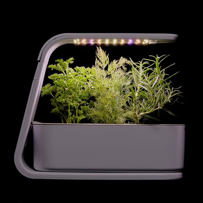 What is the Best Indoor Herb Garden Kit