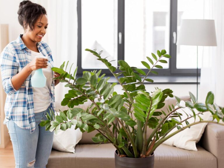 Zee Zee Plant Watering: The Ultimate Guide to Properly Watering Your ZZ Plant