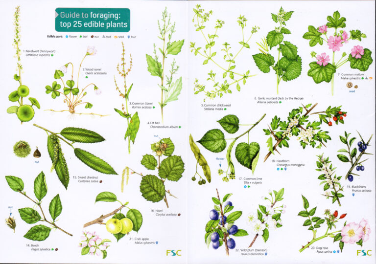 Wild Edible Plants Chart: Your Ultimate Guide