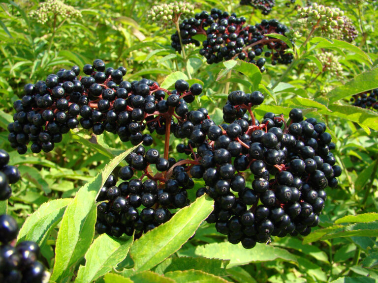 Edible Elderberry Plant: Benefits, Usage & Safety