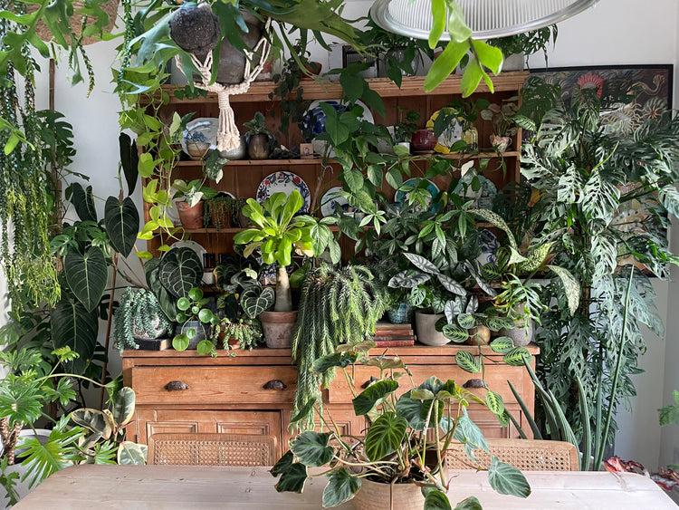 Big Leaf Indoor Plants: Transform Your Space