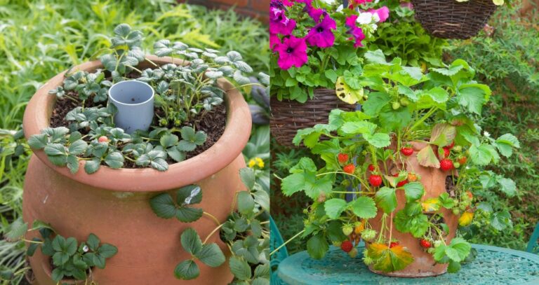 Self Watering Strawberry Planter