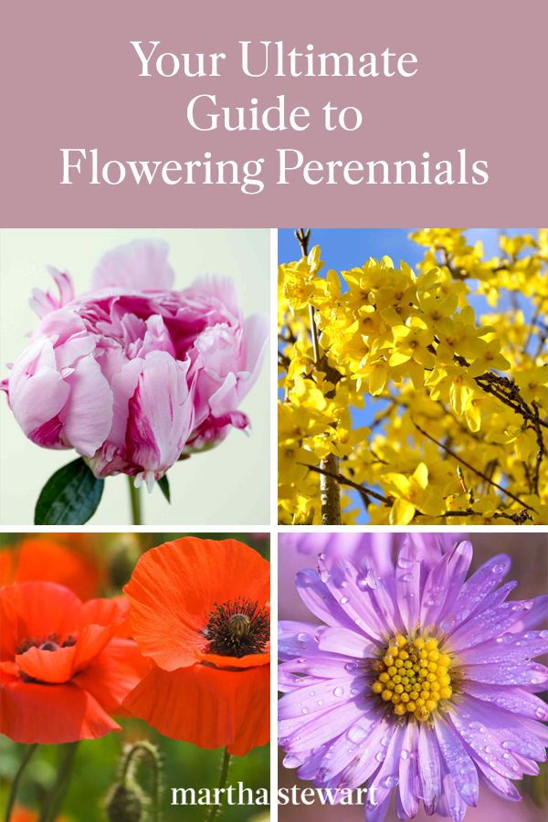 Edible Perennial Plants: The Ultimate Guide