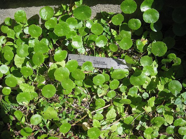 Edible Plants in Louisiana: A Guide to Wild Foraging