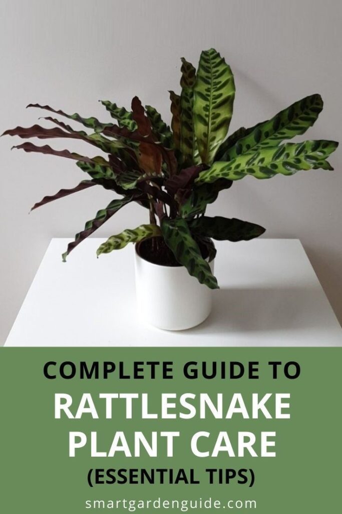 How to Care for a Rattlesnake Plant: Essential Tips