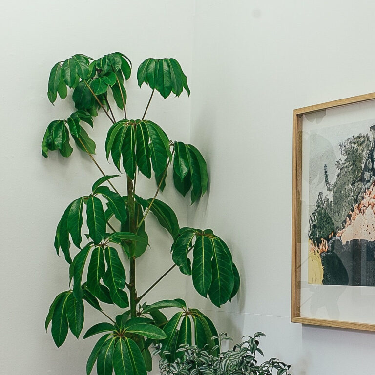 How to Care for Umbrella Plant: Essential Tips