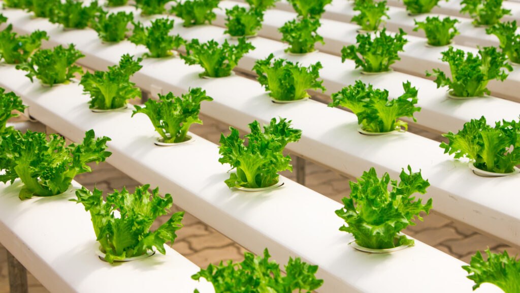 Hydroponic Plant Nutrition