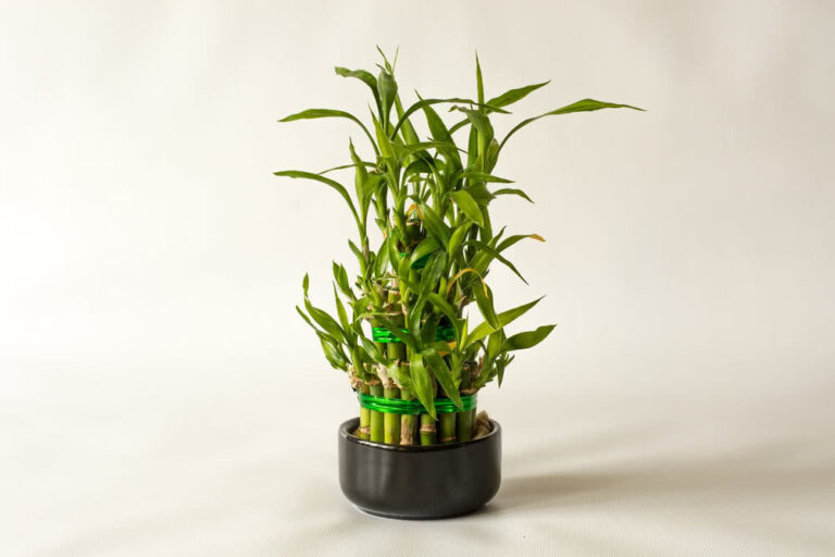 Indoor Bamboo Plant: The Ultimate Guide