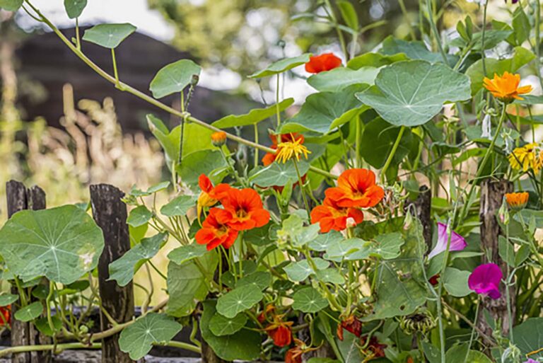 Edible Nasturtium Plants: Discover Their Culinary Delights