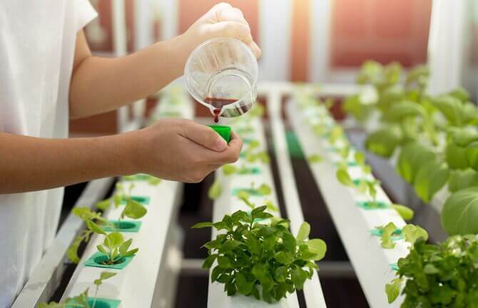 Hydroponic Plant Nutrition: Boost Your Harvest.