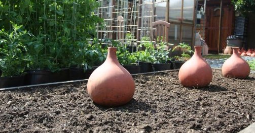 Clay Pots for Watering Plants