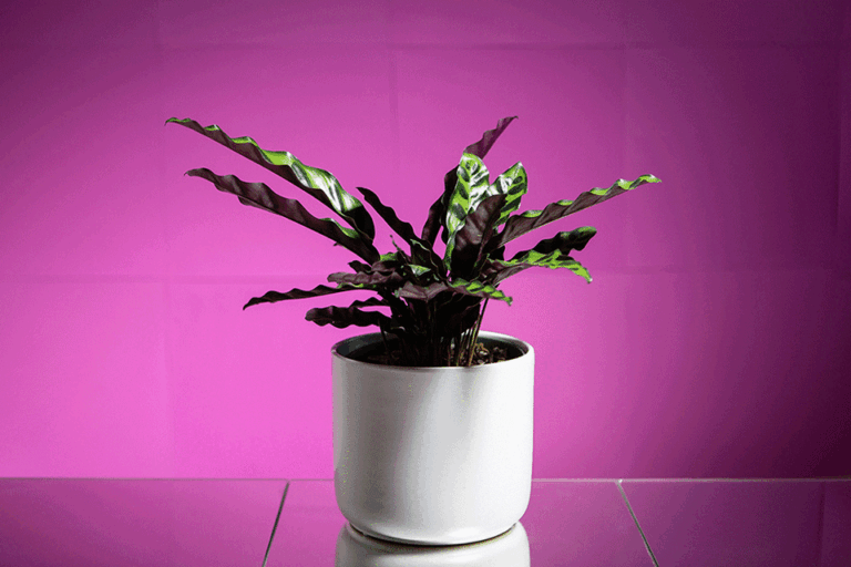 Prayer Plant Watering Made Easy: Expert Tips