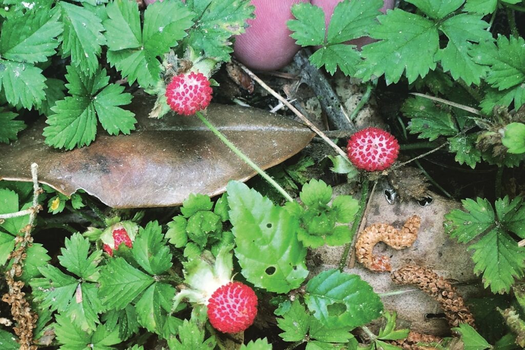 Edible Plants Native to Texas