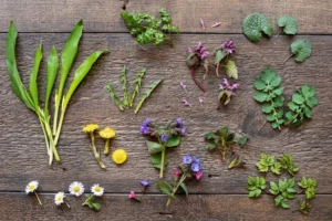 Edible Plants in Indiana