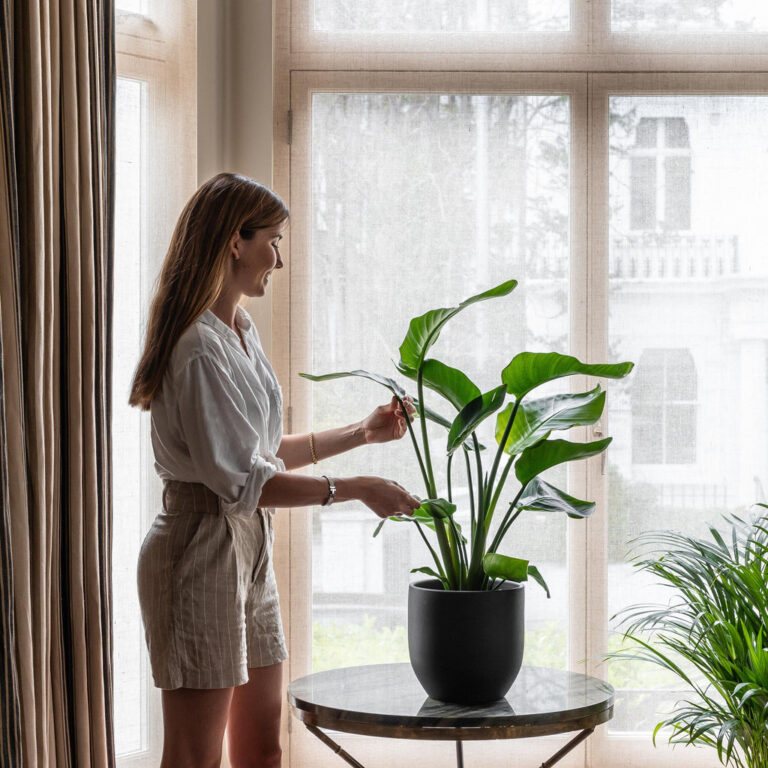 Watering Bird of Paradise Plant