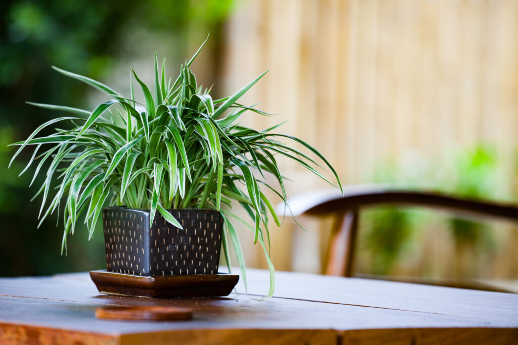 Watering Spider Plant