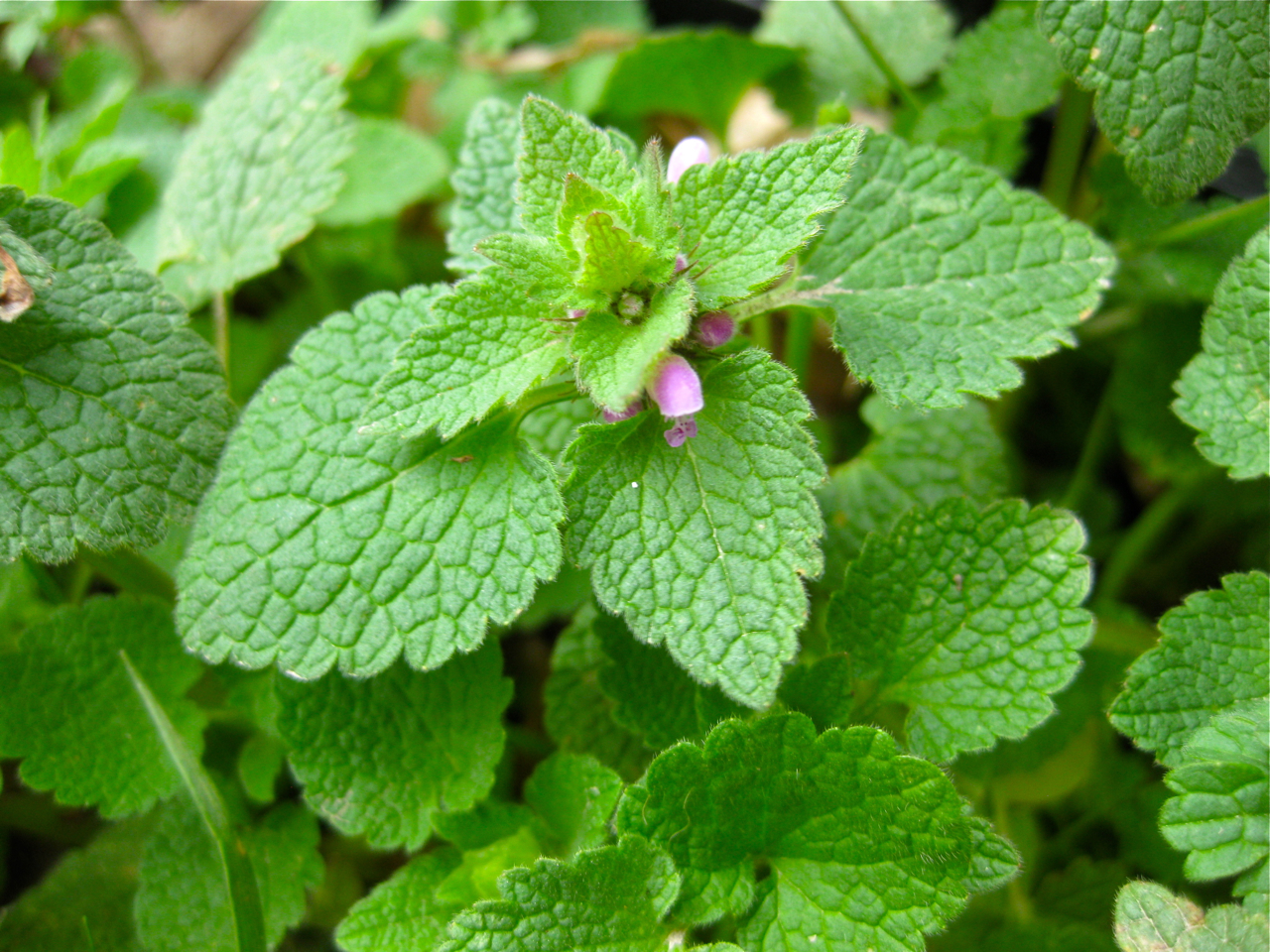 Edible Plants in Oklahoma: Discover Nature’s Bounty