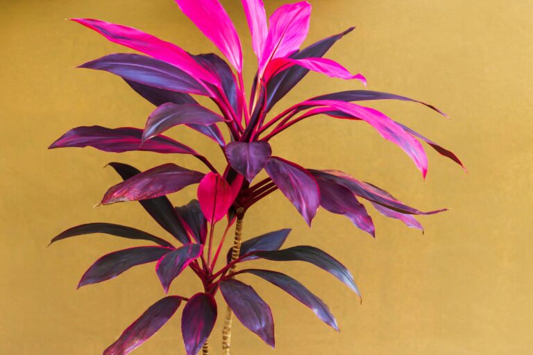 Colorful Indoor Plants: Elevate Your Home Decor with Vibrant Foliage