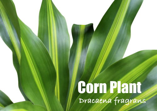 Corn Plant Indoor: Tips for Successful Growth