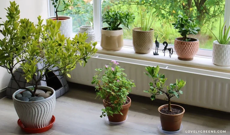 Indoor Edible Plants: Growing Guide