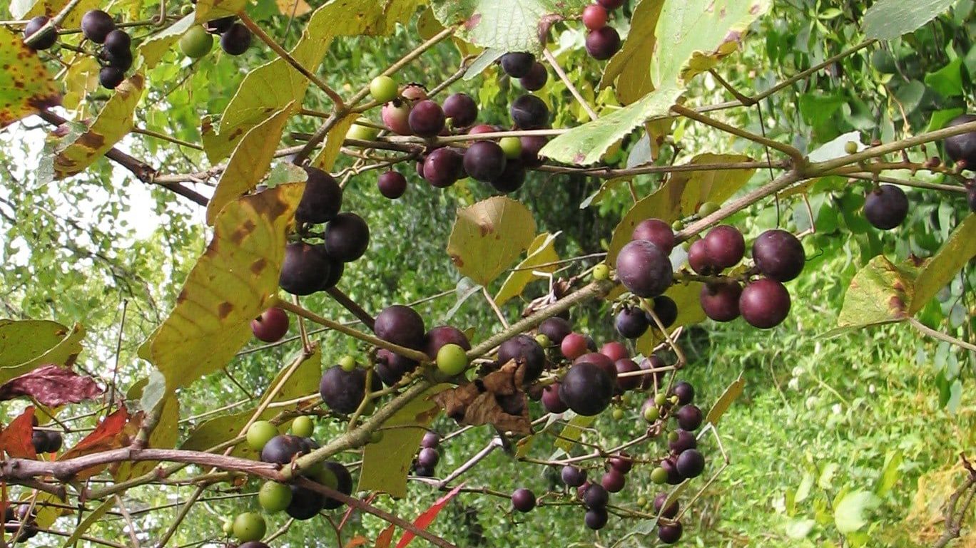 Edible Plants in Florida