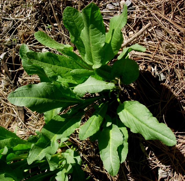 Edible Plants of the Pacific Northwest