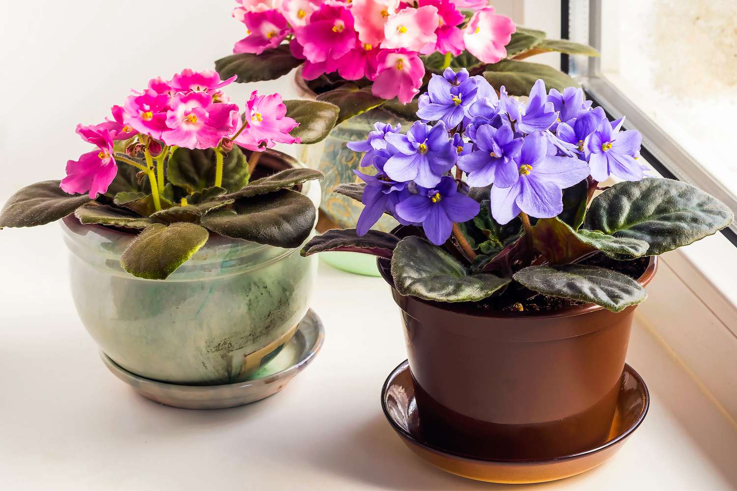 Planting Flowers Indoors: Tips for Indoor Flower Gardening